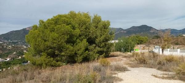 Terreno en camino de Frigiliana