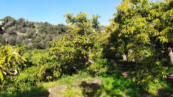 Terreno en Paraje Almachares, 60