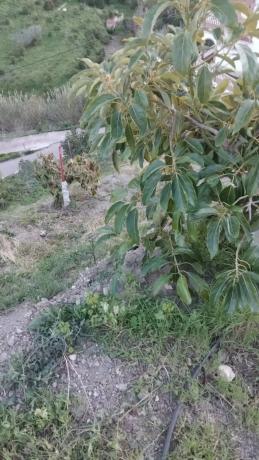 Terreno en calle Diseminado Diseminados