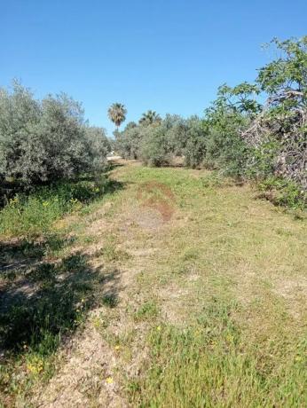 Terreno en Buenavista-Lauro Golf