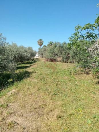 Terreno en Buenavista-Lauro Golf