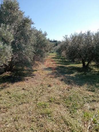 Terreno en Buenavista-Lauro Golf