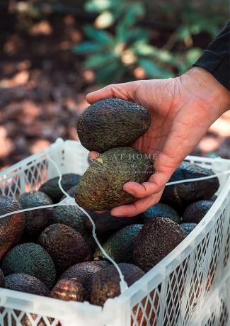 Terreno en Avda Pescia - Ctra de Frigiliana