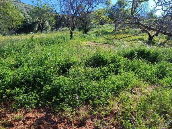 Terreno en Barrio Olías