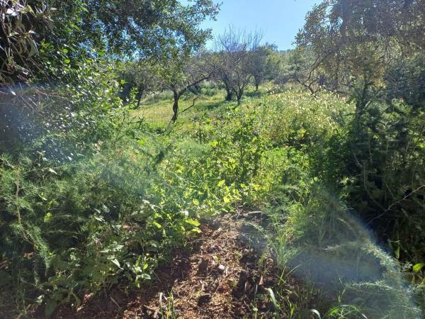 Terreno en Barrio Olías