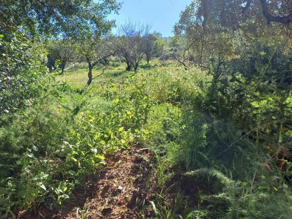 Terreno en Barrio Olías