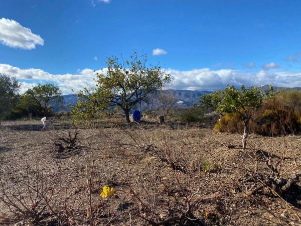 Terreno en carretera Benamargosa, 1 a