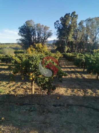 Terreno en Diseminados