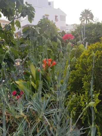 Terreno en calle los Bancales