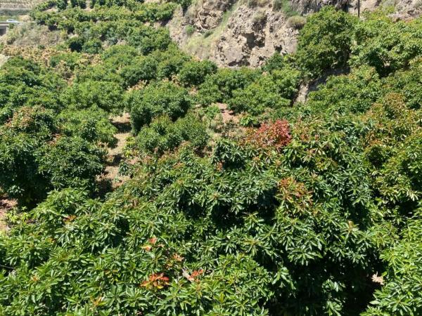 Terreno en cuesta de Vigo