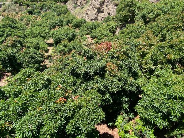 Terreno en cuesta de Vigo