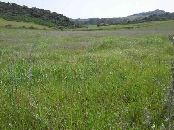 Terreno en camino pasallana s/n sinnmero