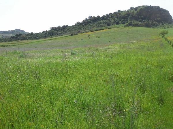 Terreno en camino pasallana s/n sinnmero