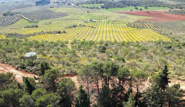 Terreno en Archidona