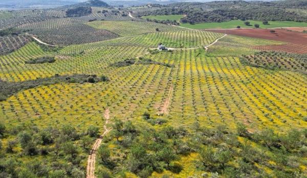 Terreno en Archidona