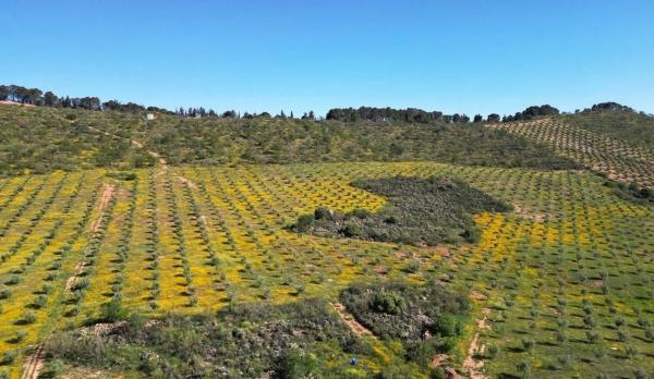 Terreno en Archidona