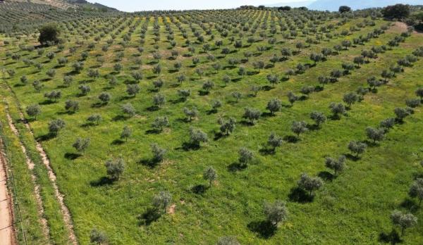 Terreno en Archidona