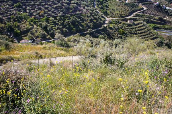 Terreno en Sayalonga