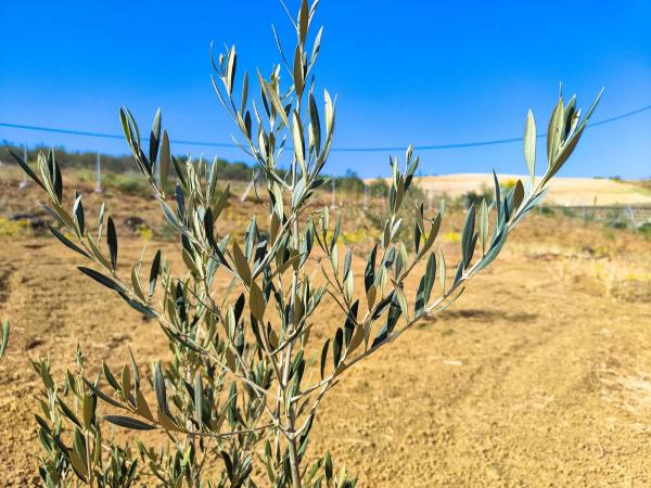 Terreno en camino Cementerio