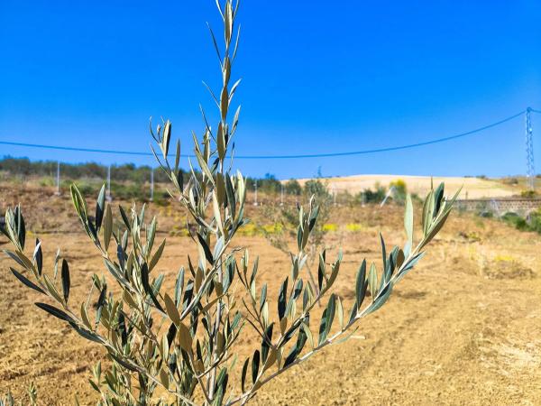 Terreno en camino Cementerio