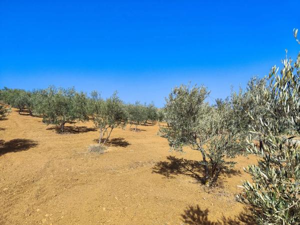 Terreno en camino Cementerio