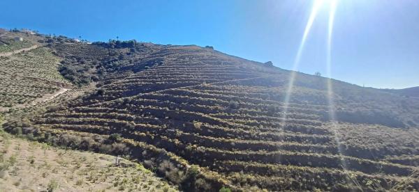 Terreno en diseminado pago manzano bajo, km 253