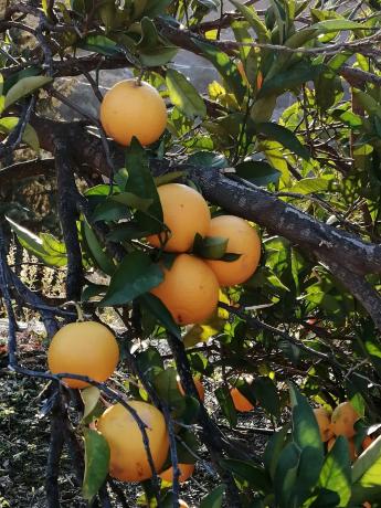 Terreno en Diseminado Pago Coscoja, 3066