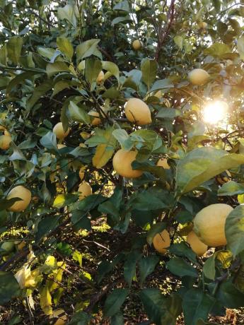 Terreno en Diseminado Pago Coscoja, 3066