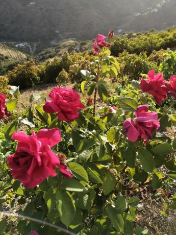 Terreno en Diseminado Pago Coscoja, 3066
