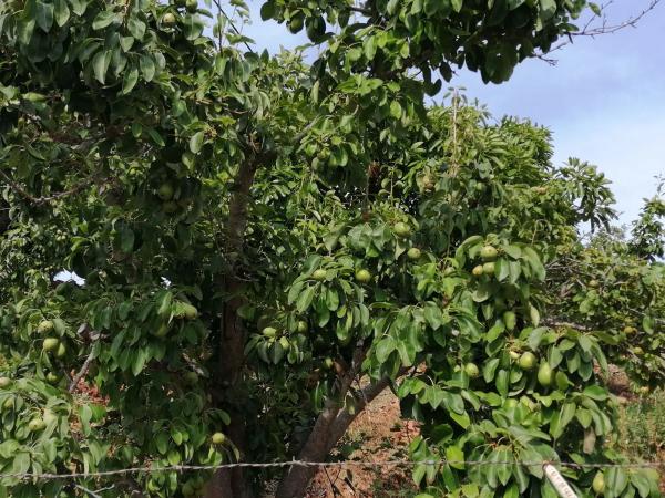 Terreno en Diseminado Pago Coscoja, 3066