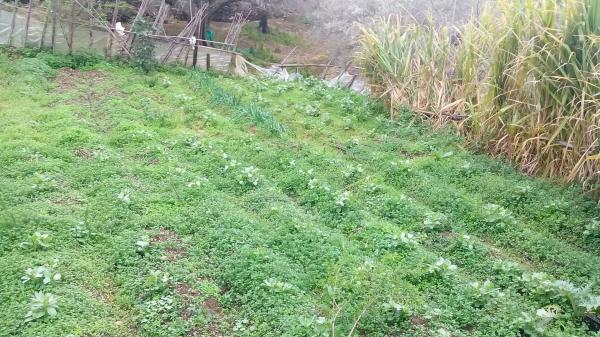 Terreno en Diseminado Pago Coscoja, 3066