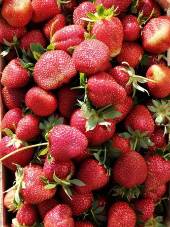 Terreno en Diseminado Pago Coscoja, 3066