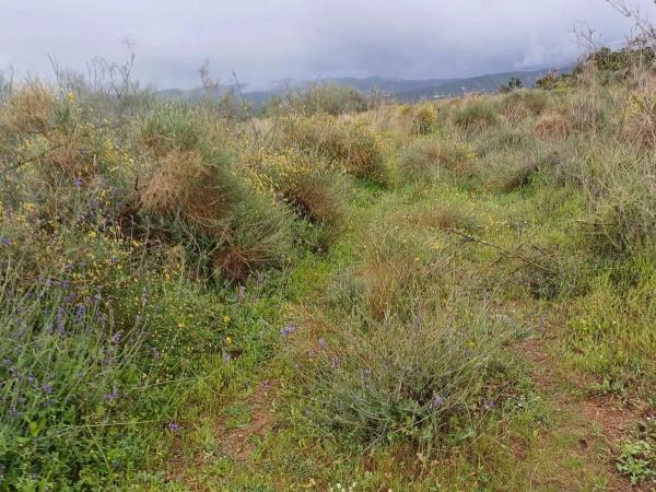 Terreno en Norte - Barrio del Pilar - El Reñidero