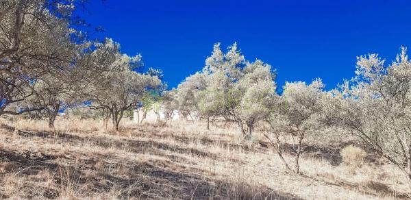 Terreno en camino del Barranco Fernández