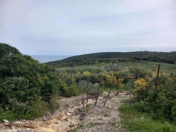 Terreno en calle Martagina s/n