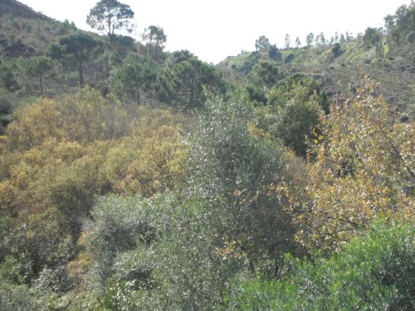 Terreno en Benahavís