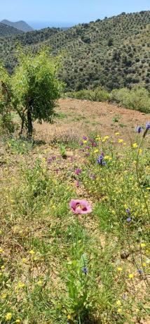 Terreno en Ma-166, km 0
