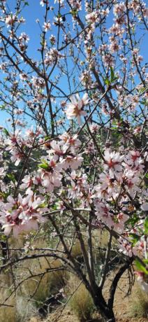 Terreno en Ma-166, km 0