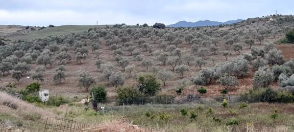 Terreno en camino Jacon, 1