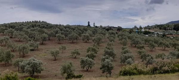 Terreno en camino Jacon, 1