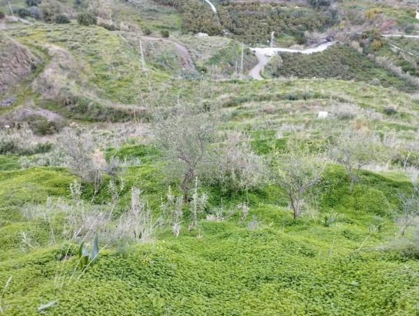 Terreno en Diseminado la Pago Rabita