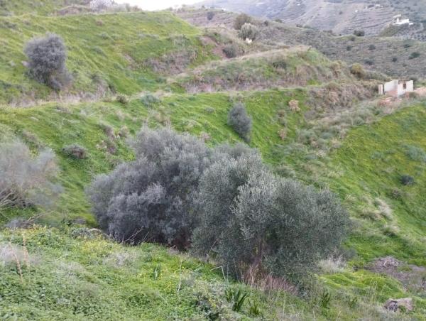 Terreno en Diseminado la Pago Rabita