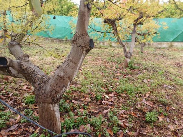 Terreno en Zona Hispanidad-Vivar Téllez