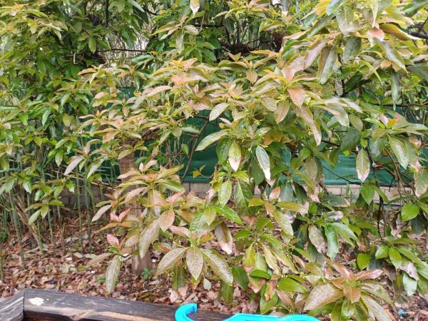 Terreno en Zona Hispanidad-Vivar Téllez