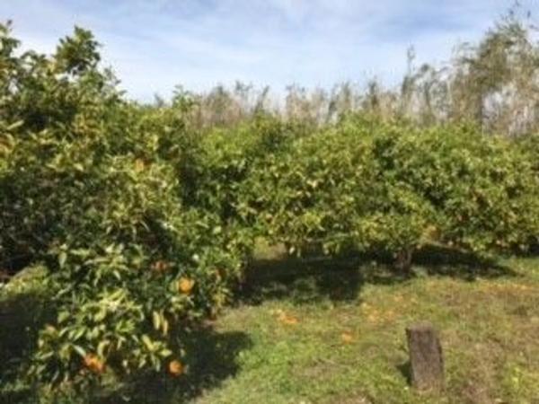 Terreno en camino Huertas Bajas, 52