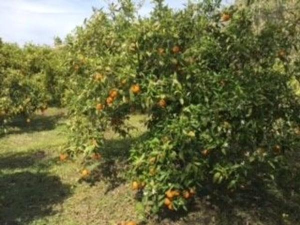 Terreno en camino Huertas Bajas, 52