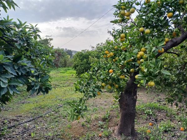 Terreno en Centro s/n