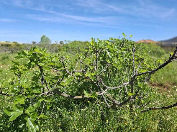 Terreno en calle Tubelorda s/n