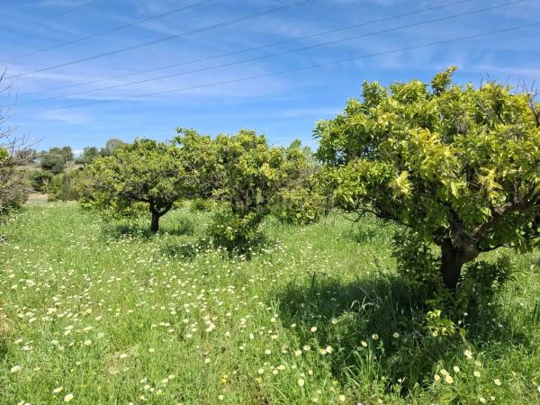 Terreno en calle Tubelorda s/n