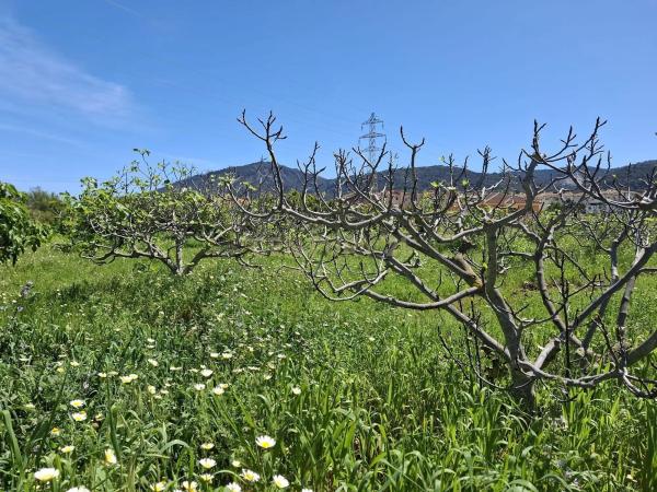 Terreno en calle Tubelorda s/n